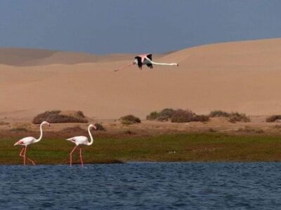 Moroccan Sahara