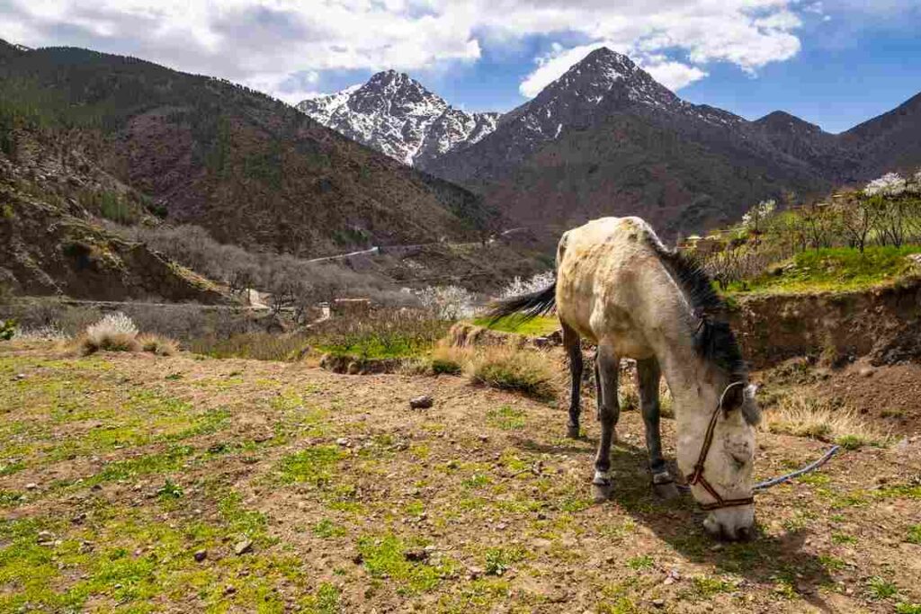 Challenges on Mount Toubkal