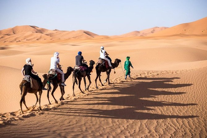 camel in Agafay Desert